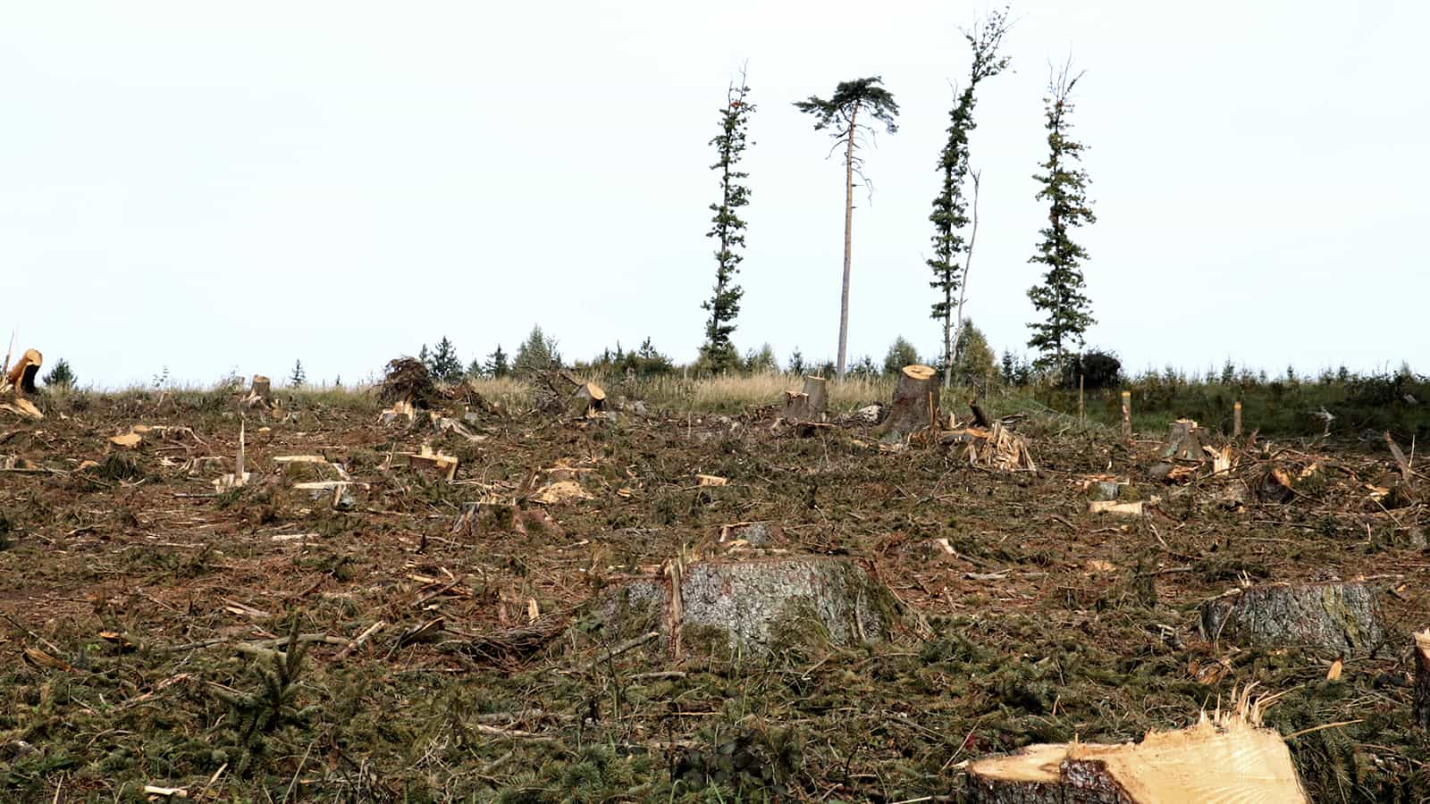 Abholzung von Fichten wegen Borkenkäferplage am Parsberg