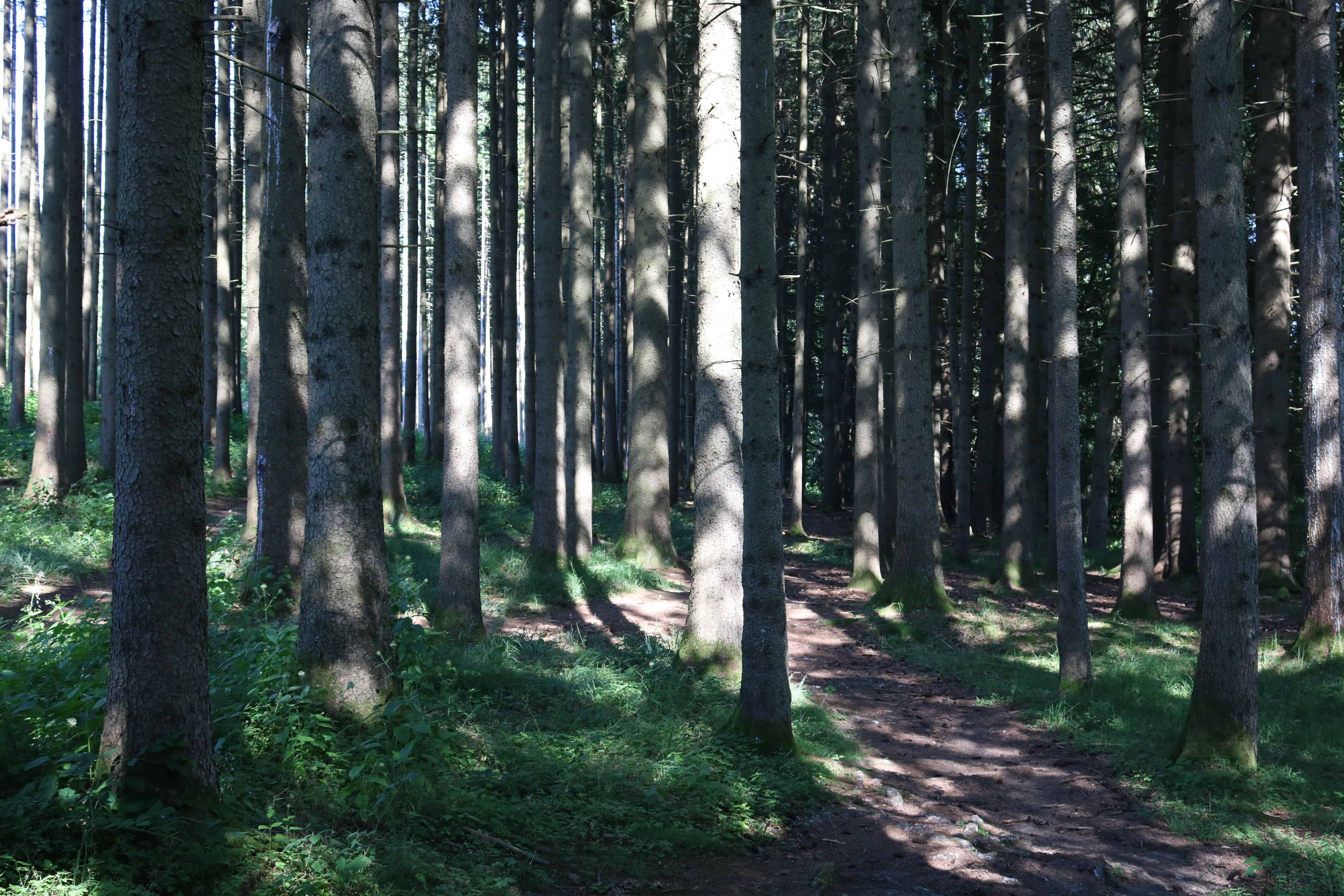 Wald am Germeringer See